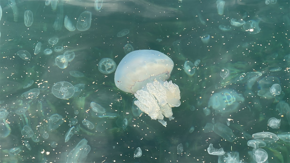 Üsküdar’da hayrete düşüren görüntü: Binlercesi kıyıya vurdu