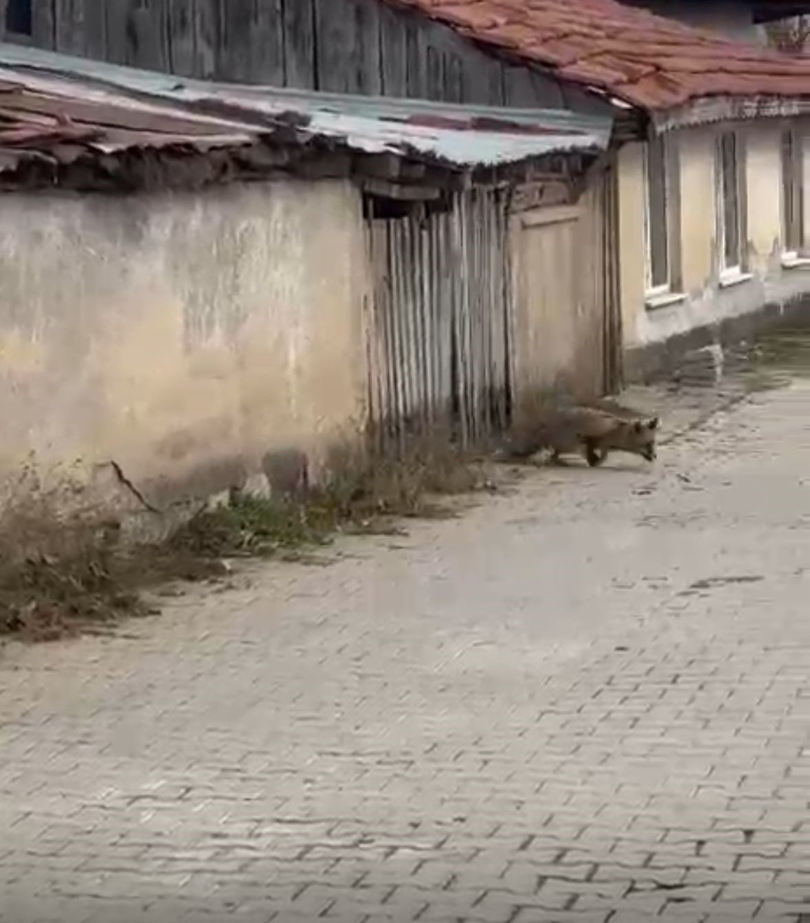 K&ouml;pek seslerini duyan tilkinin yaşadığı panik kamerada
