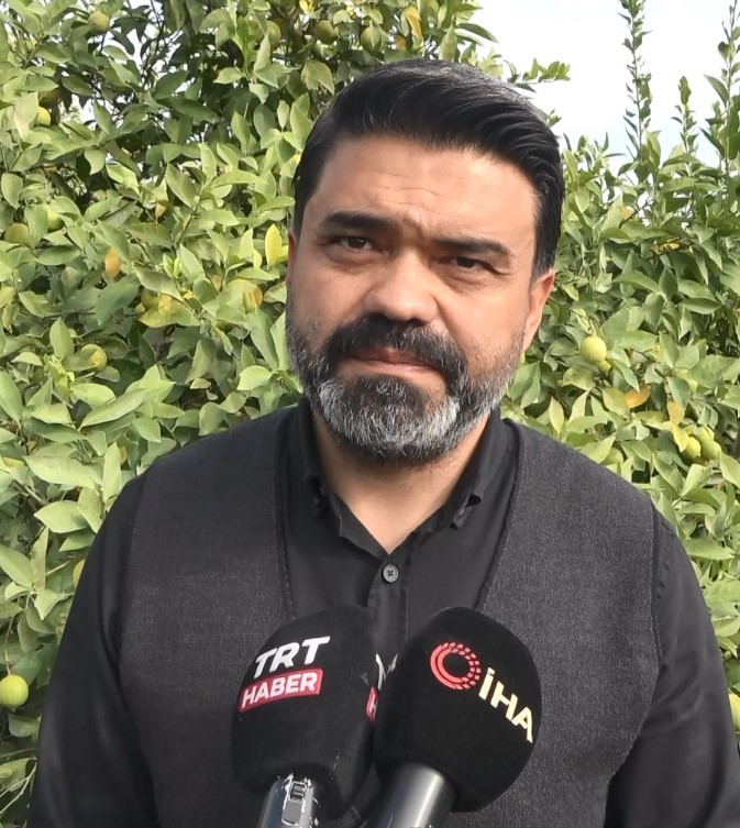 Binlerce ailenin ge&ccedil;im kaynağı limonun başkentinde hasat zamanı
