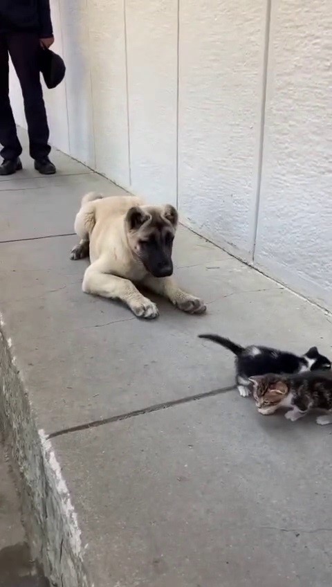 Ekmek kavgası bitti, kedi ve k&ouml;pekler dost oldu
