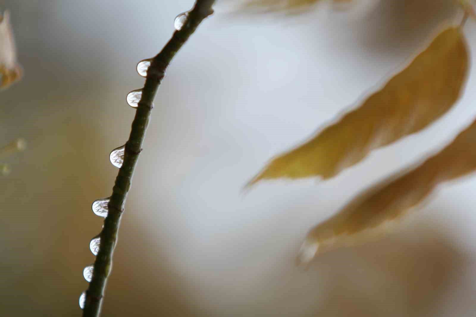 Bursalı &ccedil;ift&ccedil;ilerin yağışlarla y&uuml;z&uuml; g&uuml;ld&uuml;
