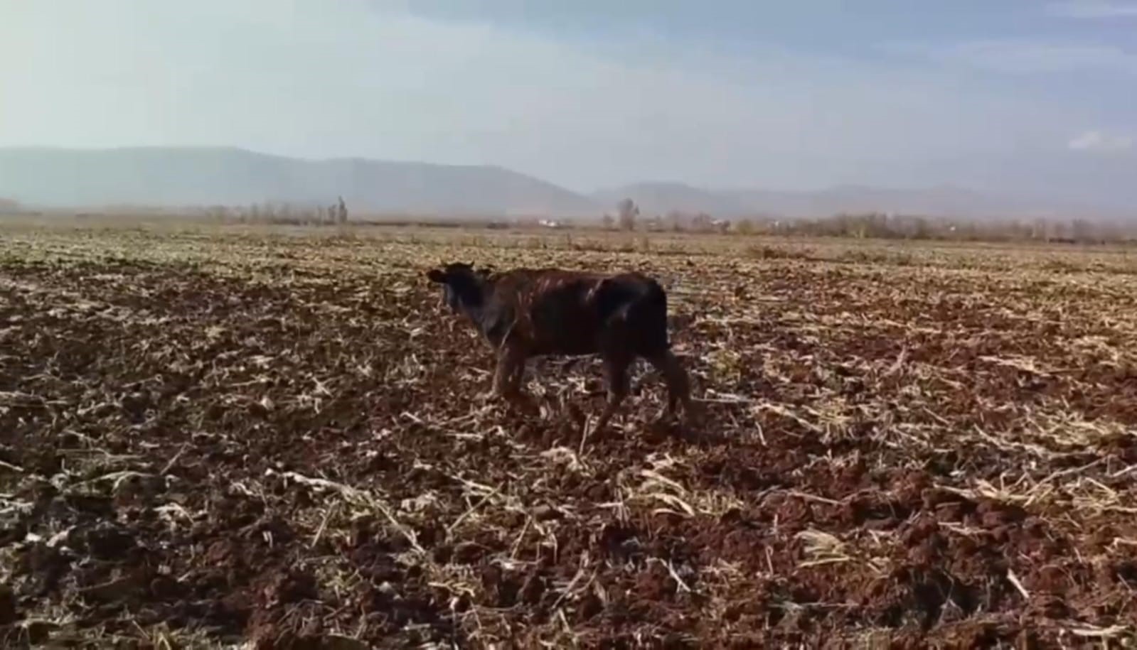 Tahliye kanalına d&uuml;şen inek kurtarıldı
