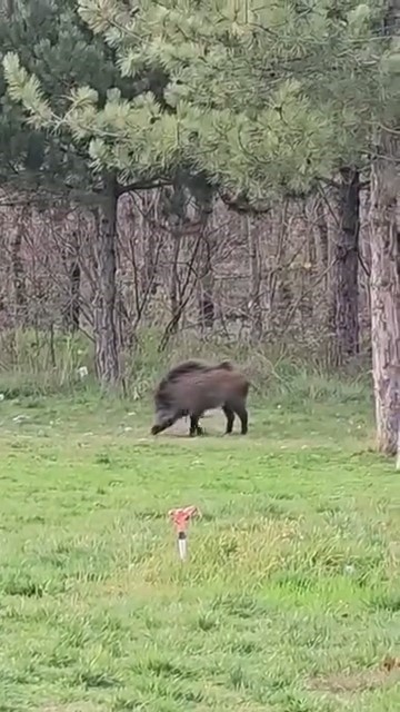 Yaban domuzu da &uuml;niversiteli oldu
