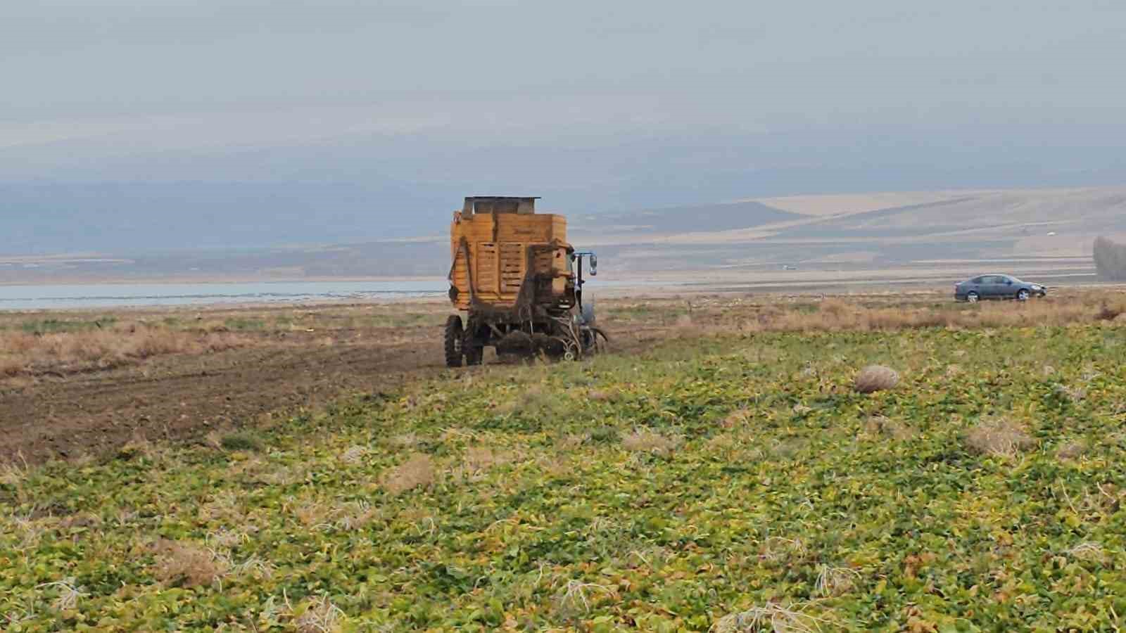 Adilcevaz&rsquo;da pancar s&ouml;k&uuml;m&uuml; hızla devam ediyor

