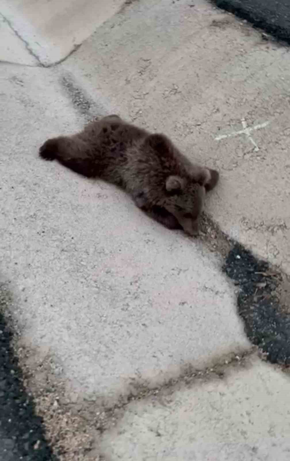 Kara yolundaki yaralı yavru ayı DKMP&rsquo;ya teslim edildi
