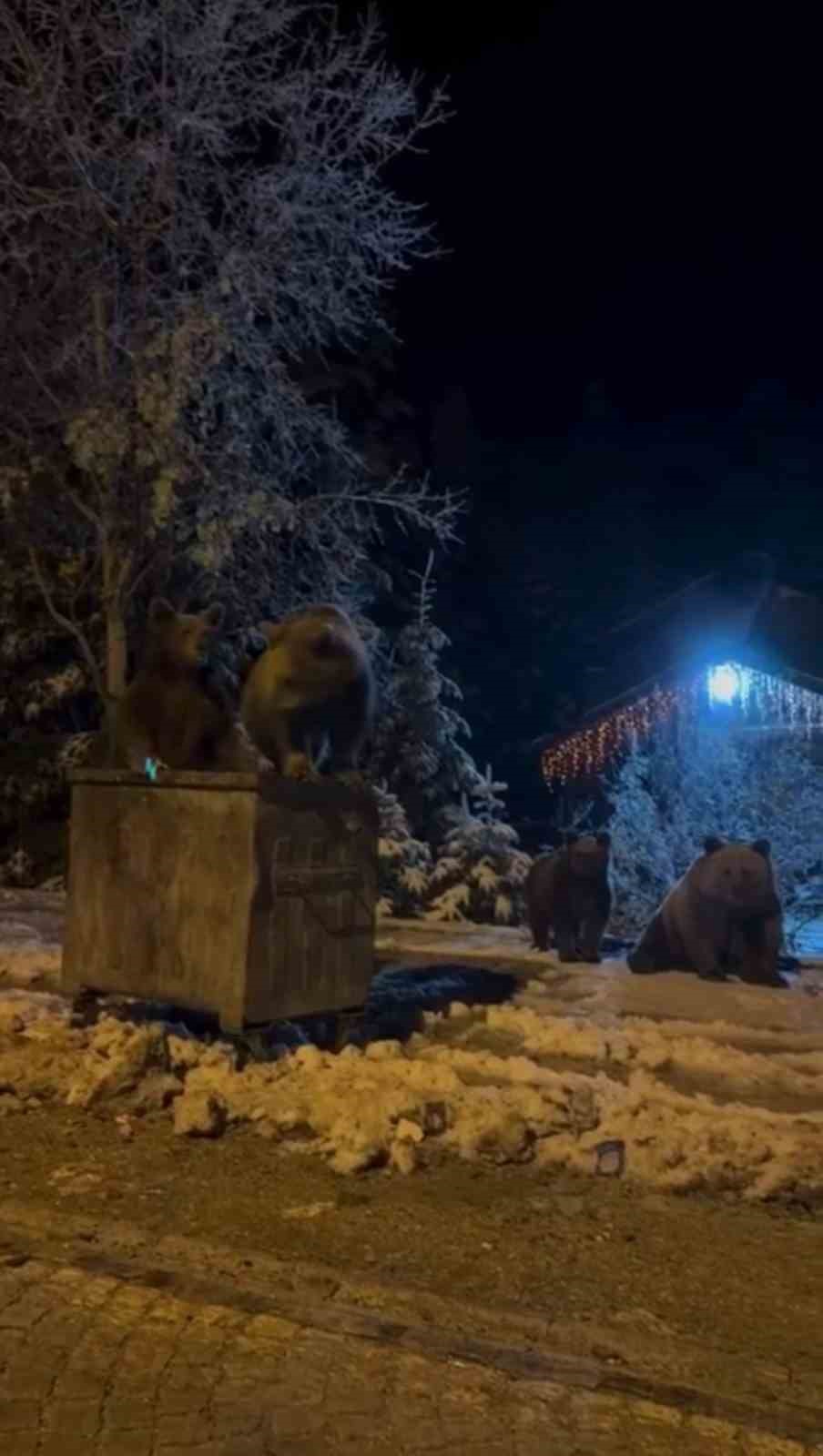 Kış uykusuna yatmayan ayılar b&ouml;yle g&ouml;r&uuml;nt&uuml;lendi
