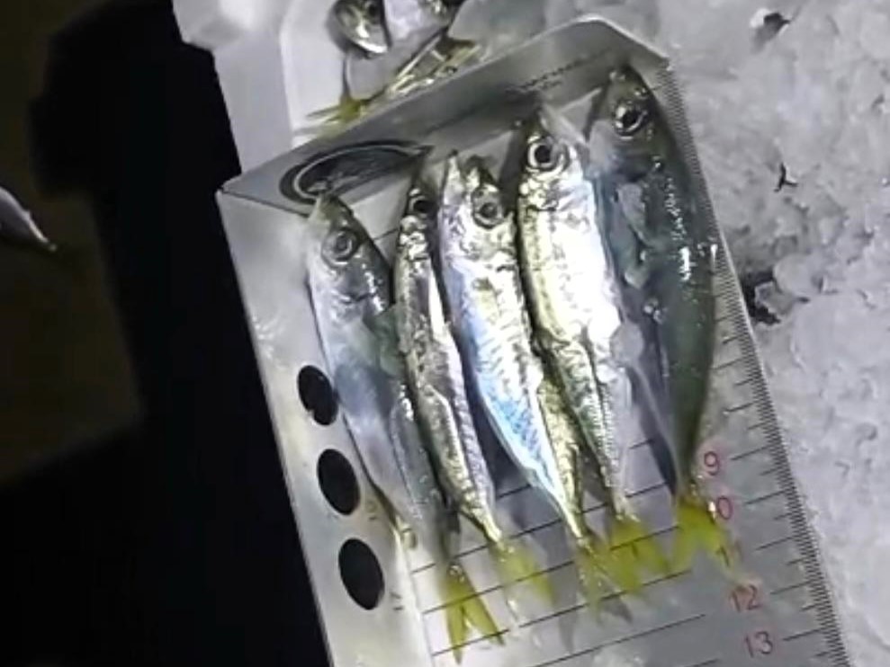 Küçük boyda avlanan 307 kasa istavrite el konuldu