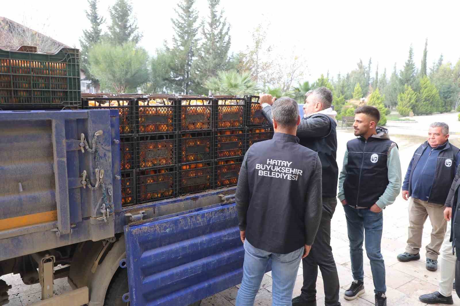 Kilogram fiyatı 2 TL&rsquo;ye d&uuml;ş&uuml;nce dalda &ccedil;&uuml;r&uuml;meye bırakılmıştı, 320 ton &uuml;r&uuml;n vatandaşlara &uuml;cretsiz dağıtıldı
