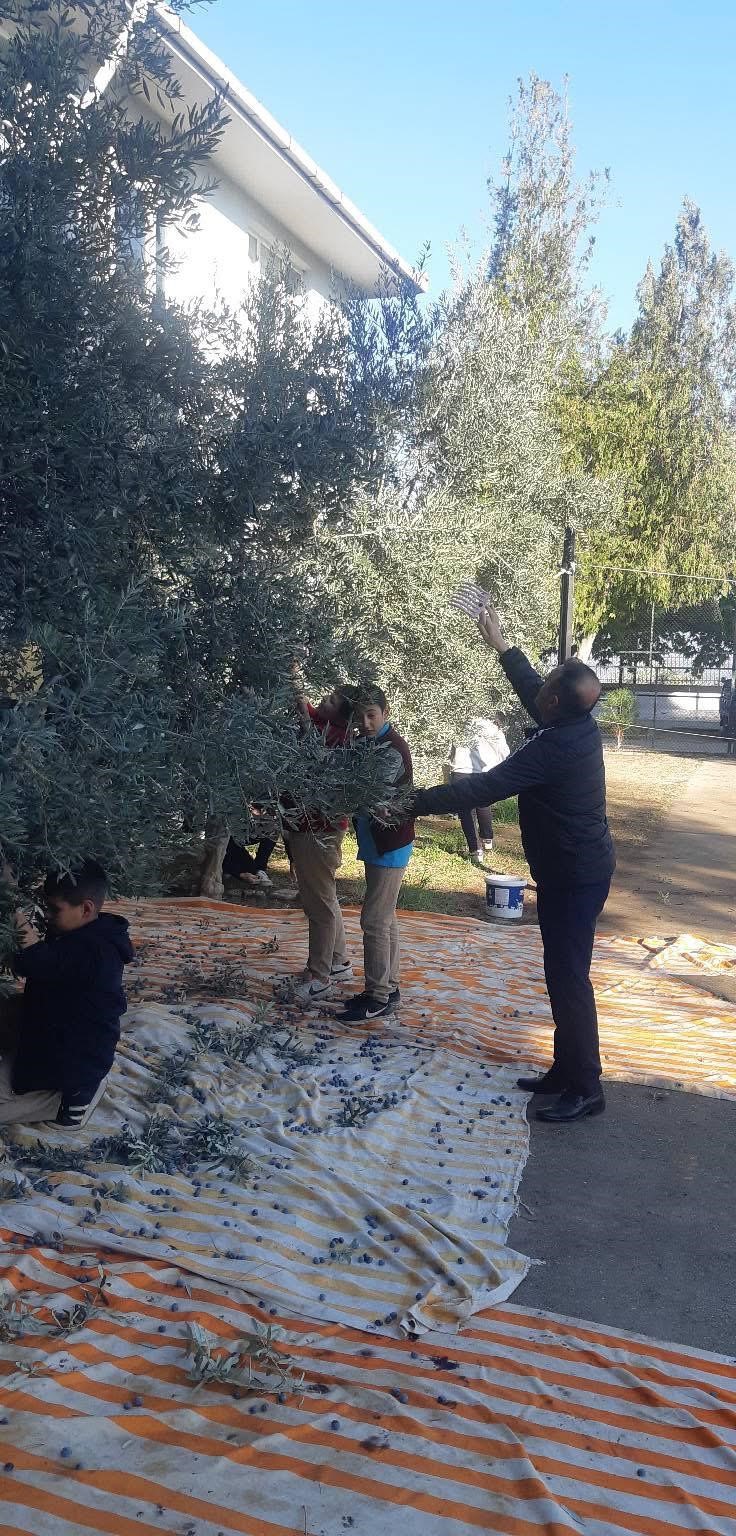 Bozdoğan’da öğrenciler zeytin hasadı yaptı