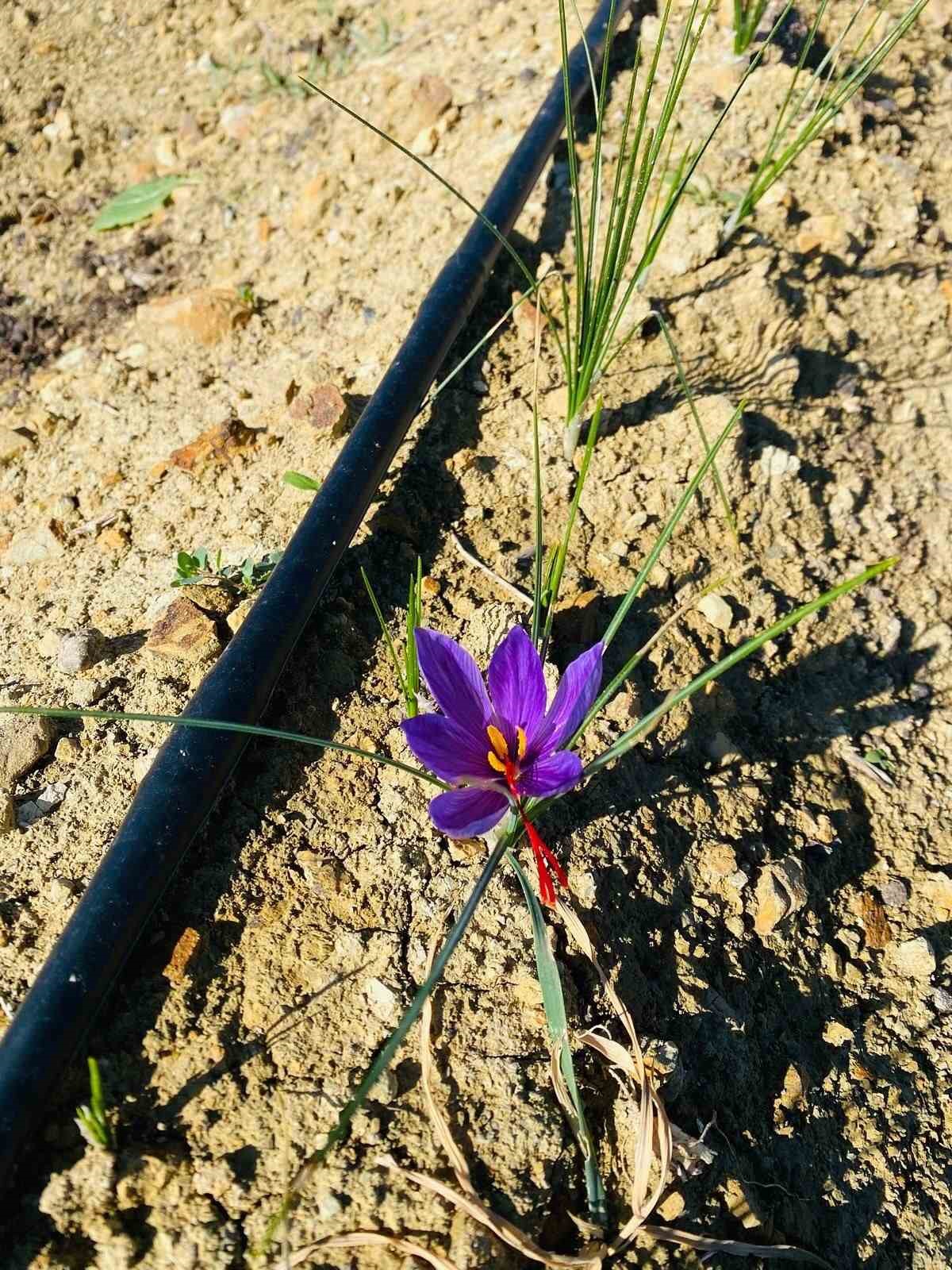 Osmaniye&rsquo;de y&uuml;ksek getirili safrana ilgi artıyor
