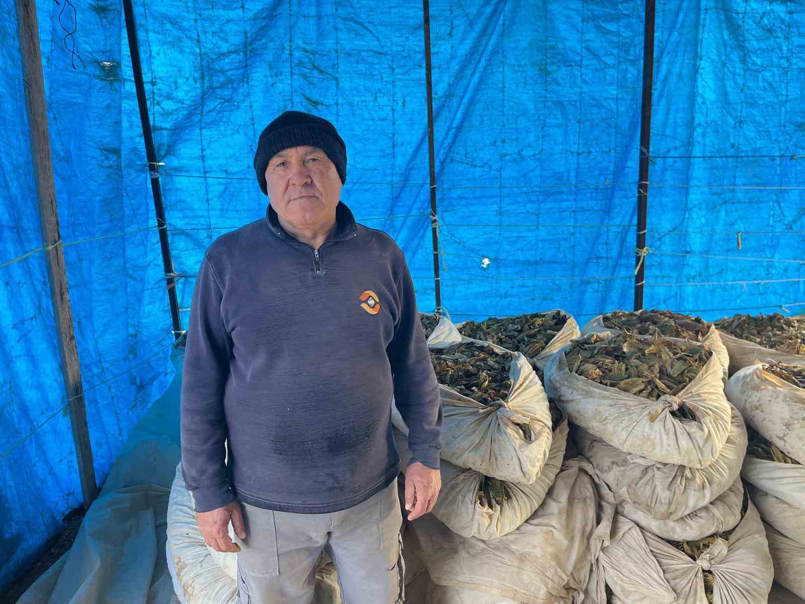 Hasadı tamalanan t&uuml;t&uuml;nler satış i&ccedil;in hazırlanıyor
