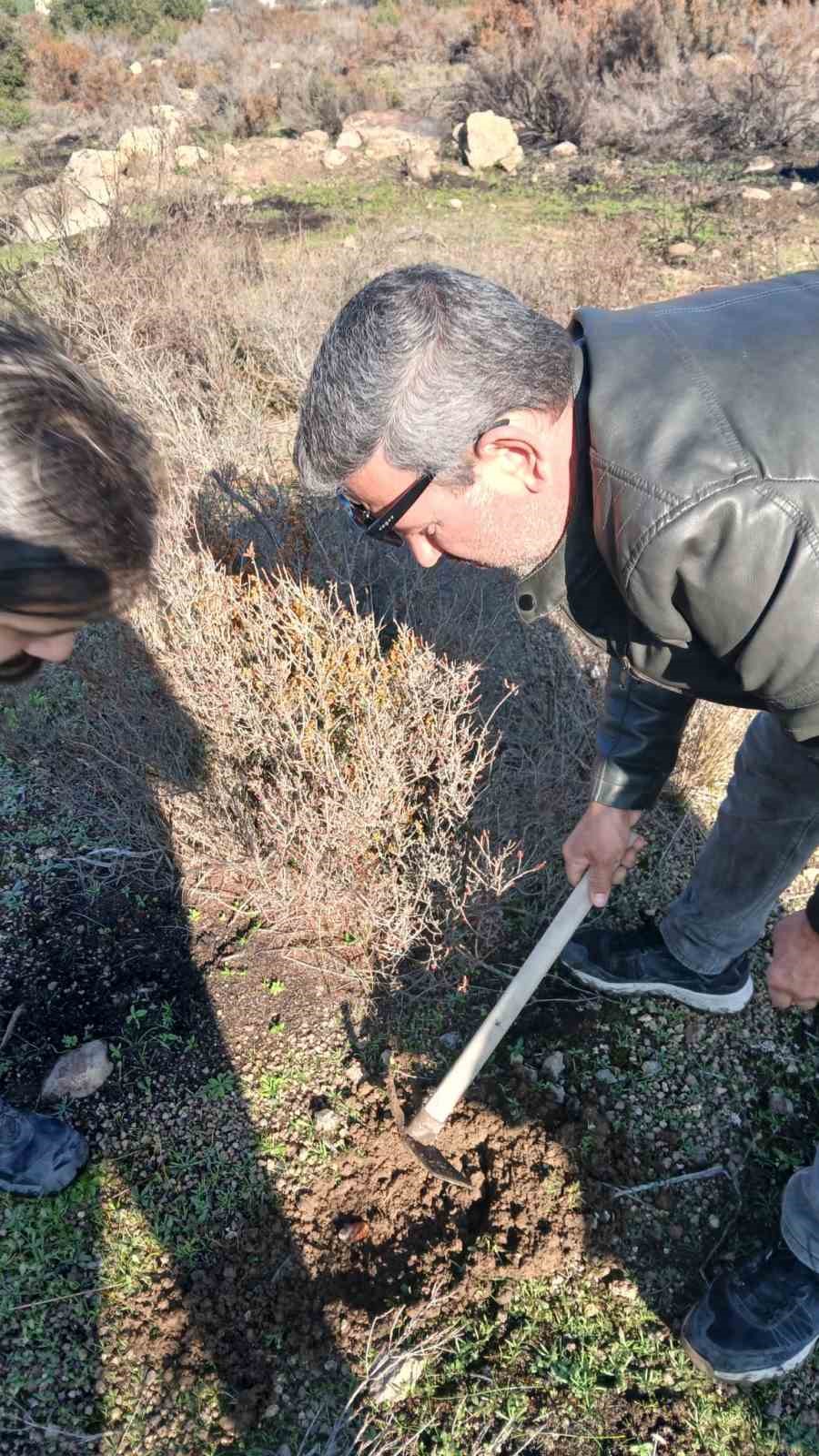 Urla’da yanan orman için umut yeşerdi: 500 meşe palamudu toprakla buluştu