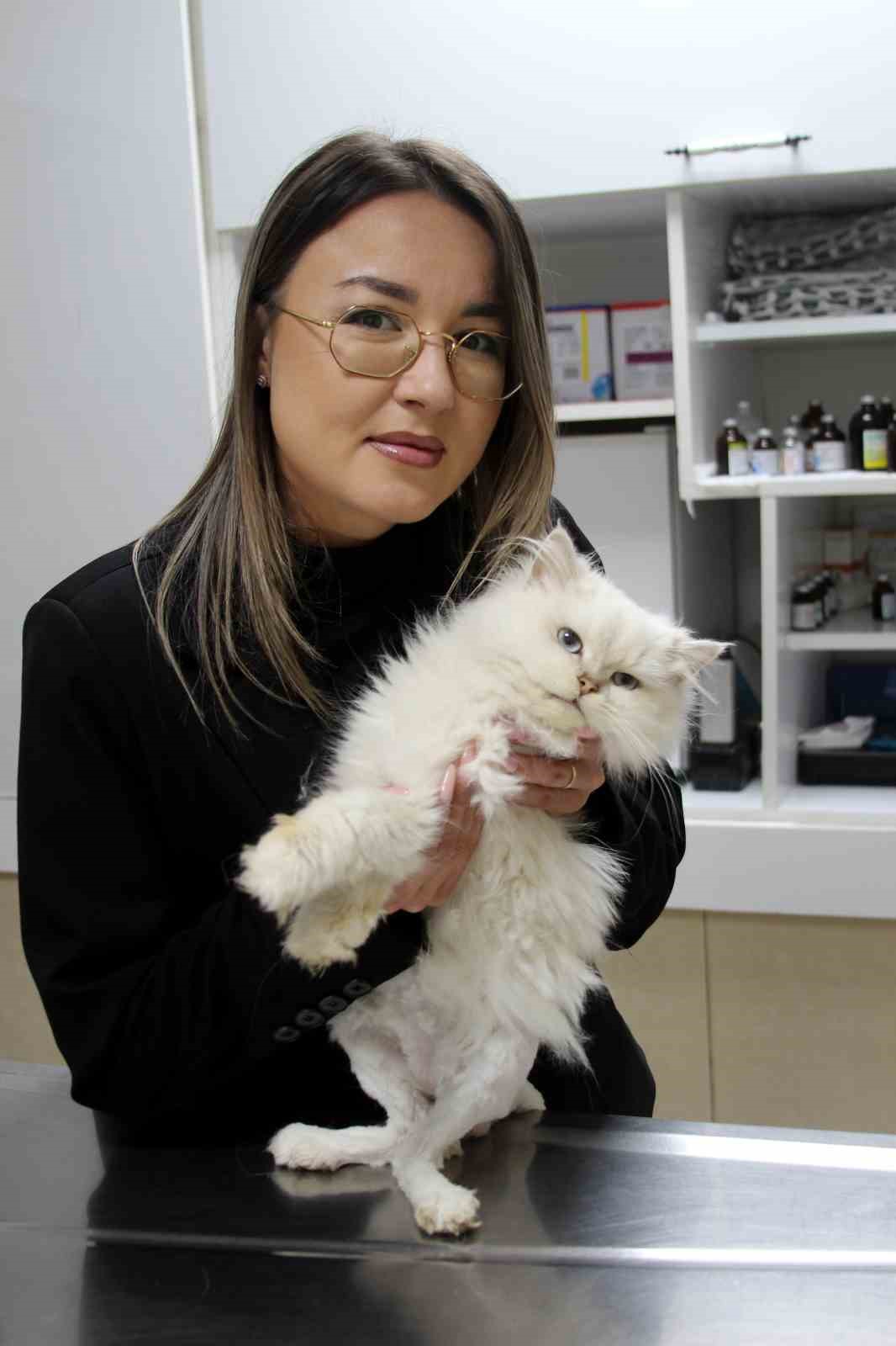 Kedide dünyada görülmemiş anomali: Başarılı operasyonla sağlığına kavuştu