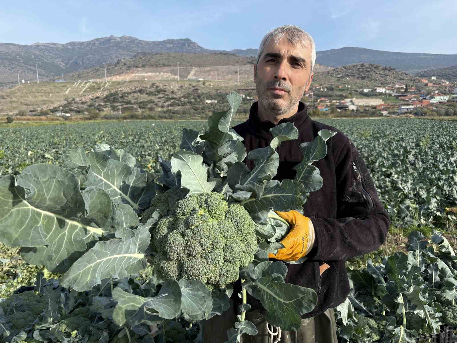 İzmir&rsquo;in verimli tarım arazilerinde &rsquo;yeşil altın&rsquo; hasadı
