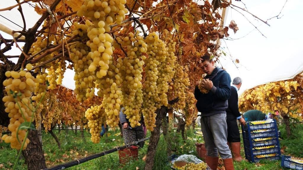 Üzüm hasadında sona yaklaşıldı