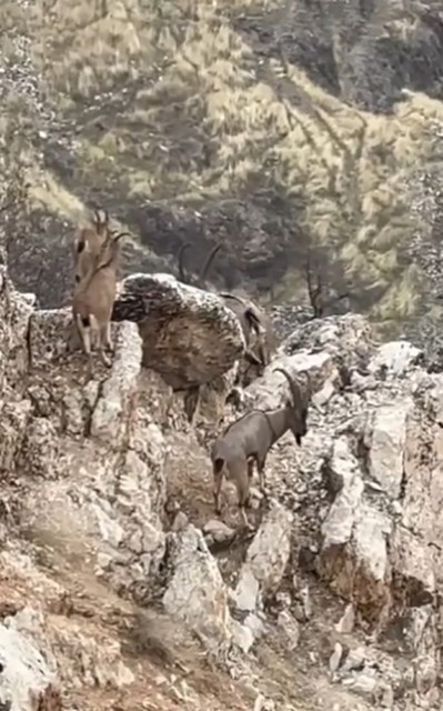 Elazığ&rsquo;da yaban ke&ccedil;ileri s&uuml;r&uuml; halinde g&ouml;r&uuml;nt&uuml;lendi
