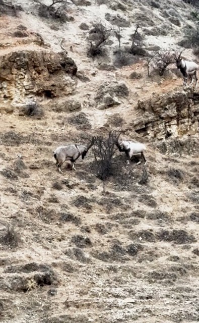 Tunceli’de tekelerin liderlik kavgası kamerada