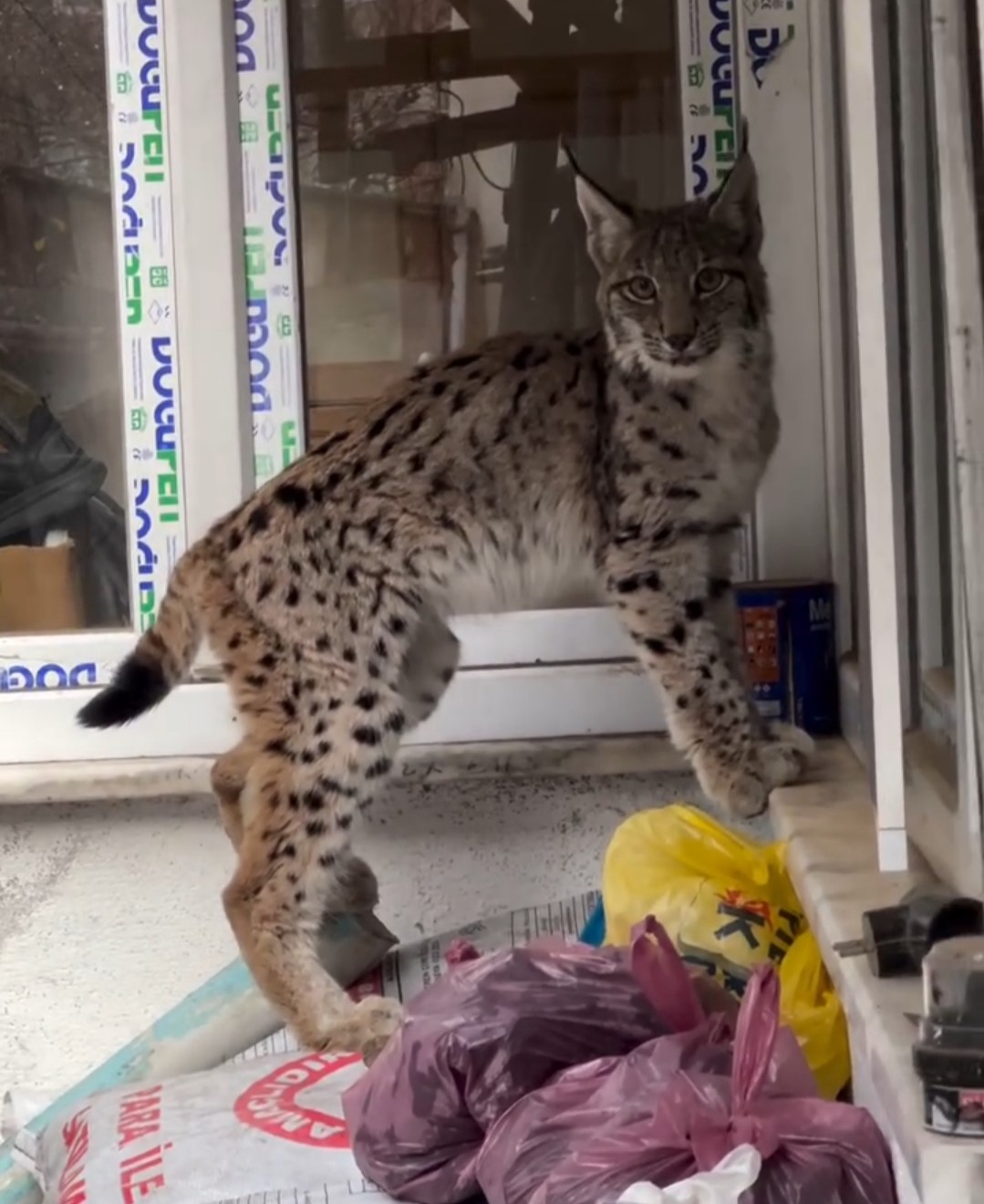 Yolunu şaşıran vaşak Torul ilçe merkezine indi