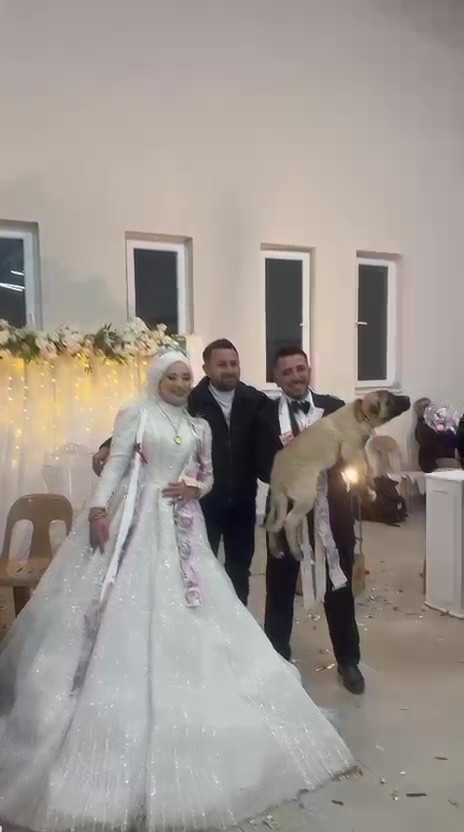 Damadın arkadaşı düğün hediyesi olarak 100 bin liralık köpek hediye etti