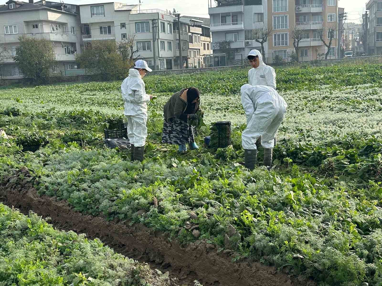 Ata tohumundan ila&ccedil; kullanılmadan &uuml;retiliyor, Kent Lokantası&rsquo;ndaki yemeklerde kullanılıyor
