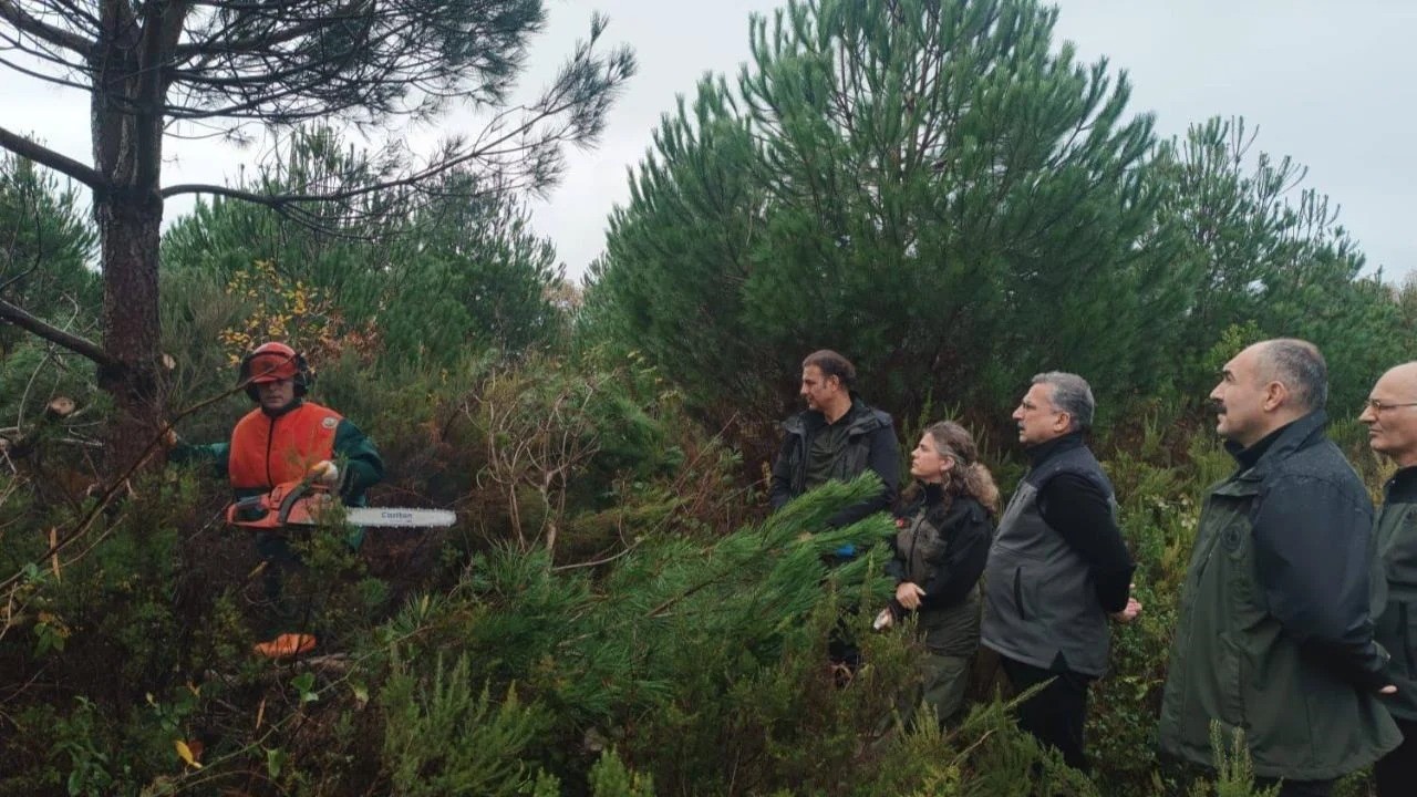 Sinop&rsquo;ta ormancılık faaliyetleri
