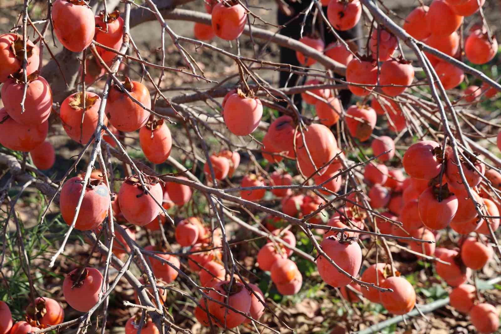 K&ouml;yde kurulan tesisle kurutulan cennet hurmaları Almanya&rsquo;ya ihra&ccedil; edildi

