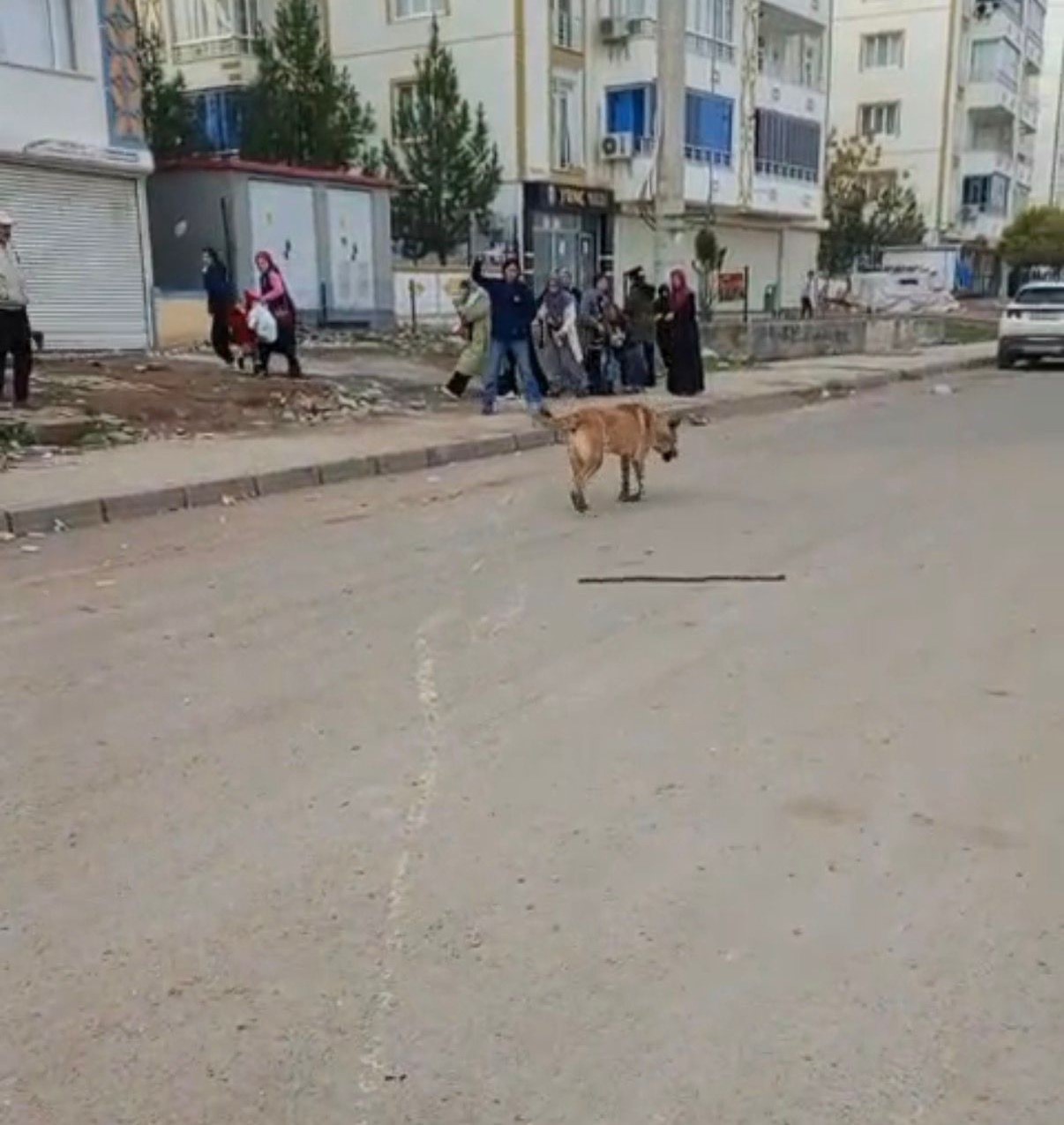 Diyarbakır&rsquo;da başıboş sokak k&ouml;peği dehşeti
