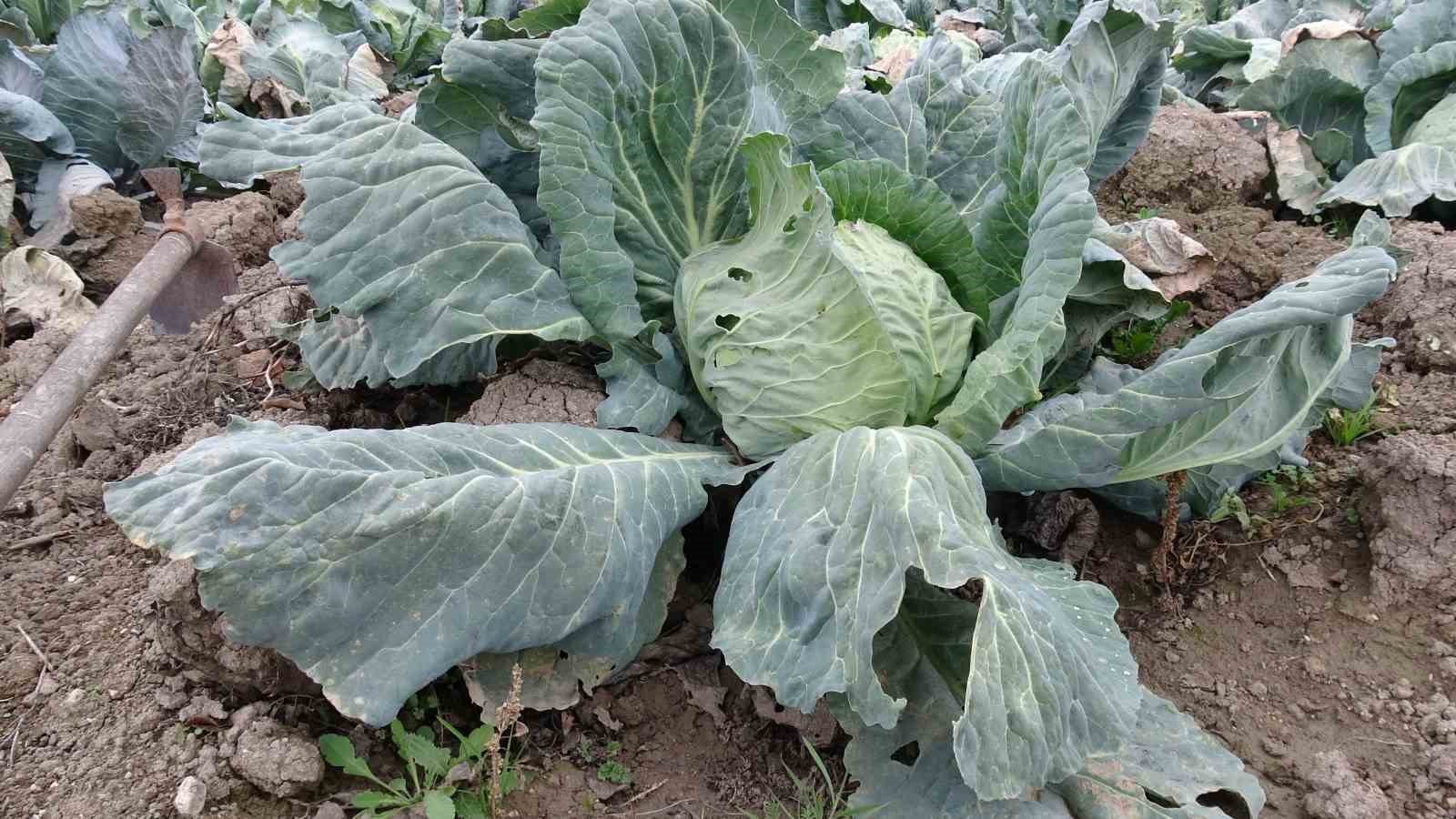 Malatya&rsquo;da &ccedil;ift&ccedil;iler alternatif &uuml;r&uuml;nlerle zararlarını telefi ediyor
