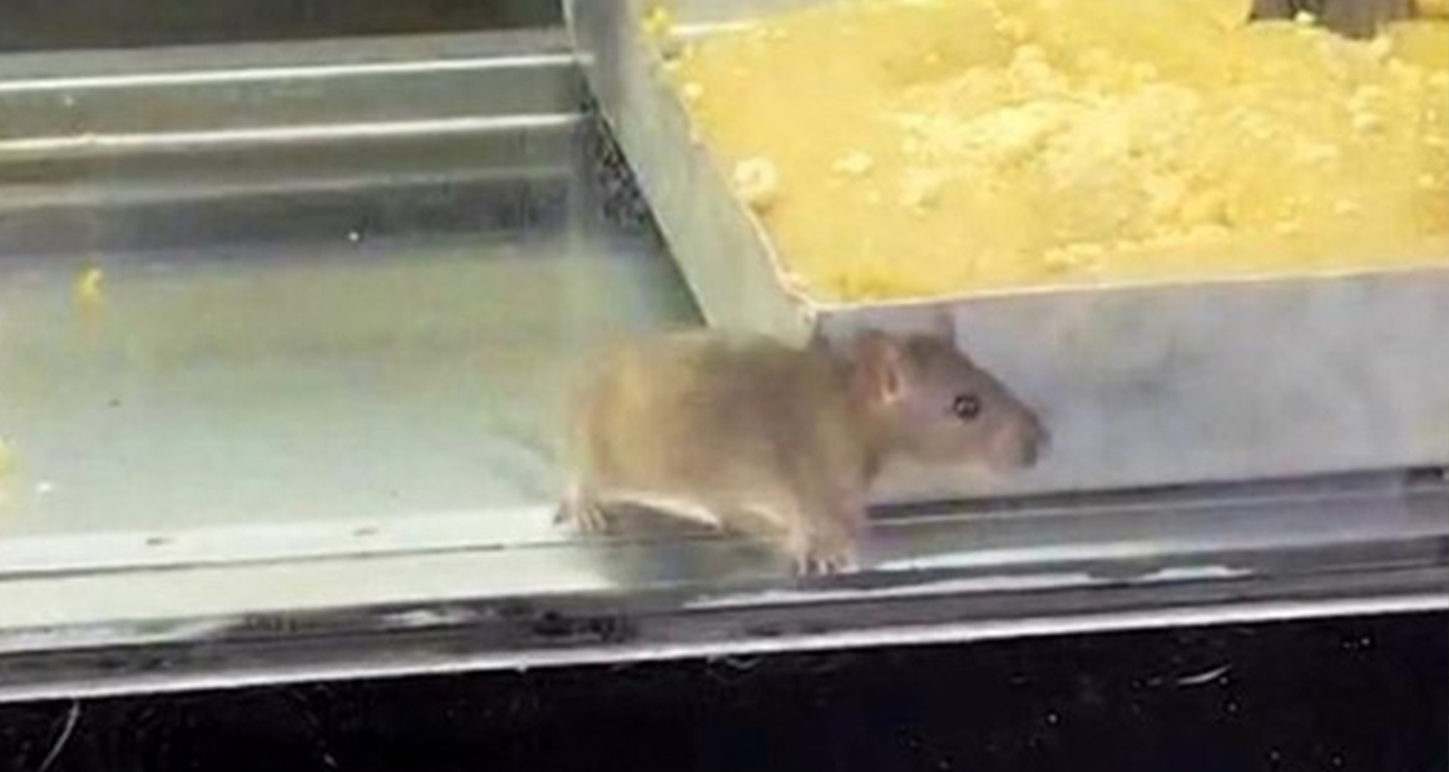 İzmir&rsquo;den iğren&ccedil; g&ouml;r&uuml;nt&uuml;: B&ouml;rek tezgahlarında fare cirit attı