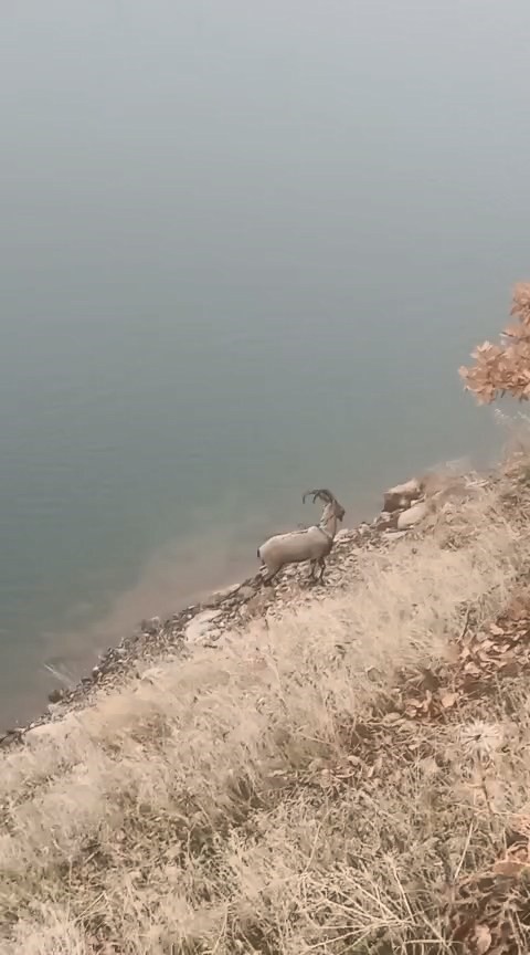 Sarp kayalıkların ustası baraj gölünde yüzerken görüldü