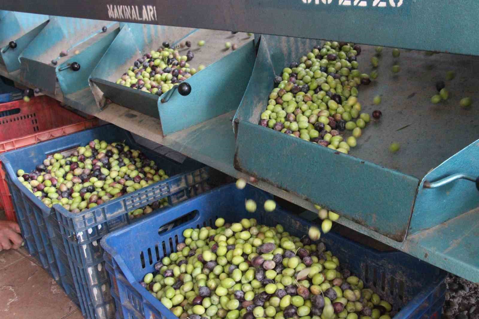 Hasat edilen zeytinler boyuna g&ouml;re ayrılıyor, fiyatı kaliteyle şekilleniyor
