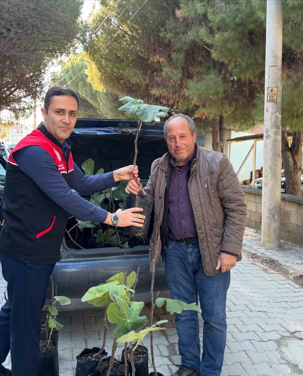 G&ouml;me&ccedil;&rsquo;te incir &uuml;retimini artıracak adım, 499 sertifikalı fidan dağıtıldı
