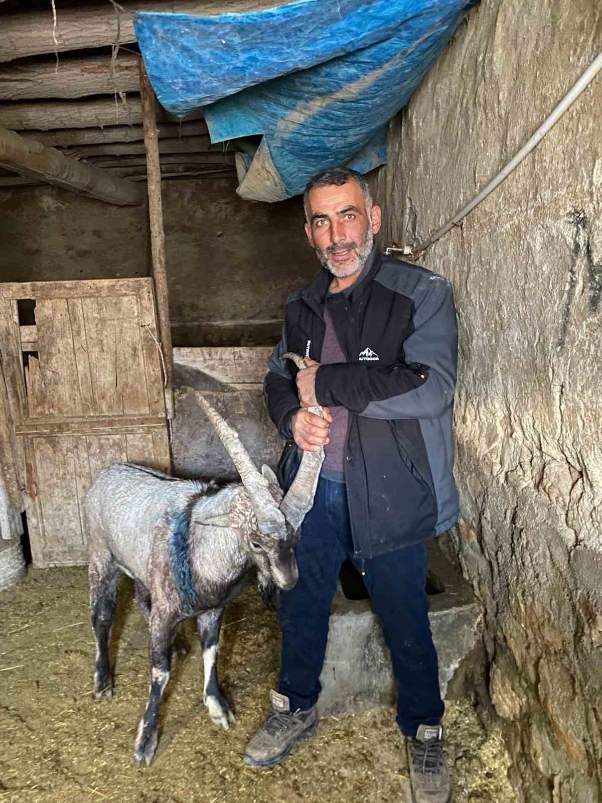 Yaralı halde bulunan dağ keçisi tedavisinin ardından doğaya salındı