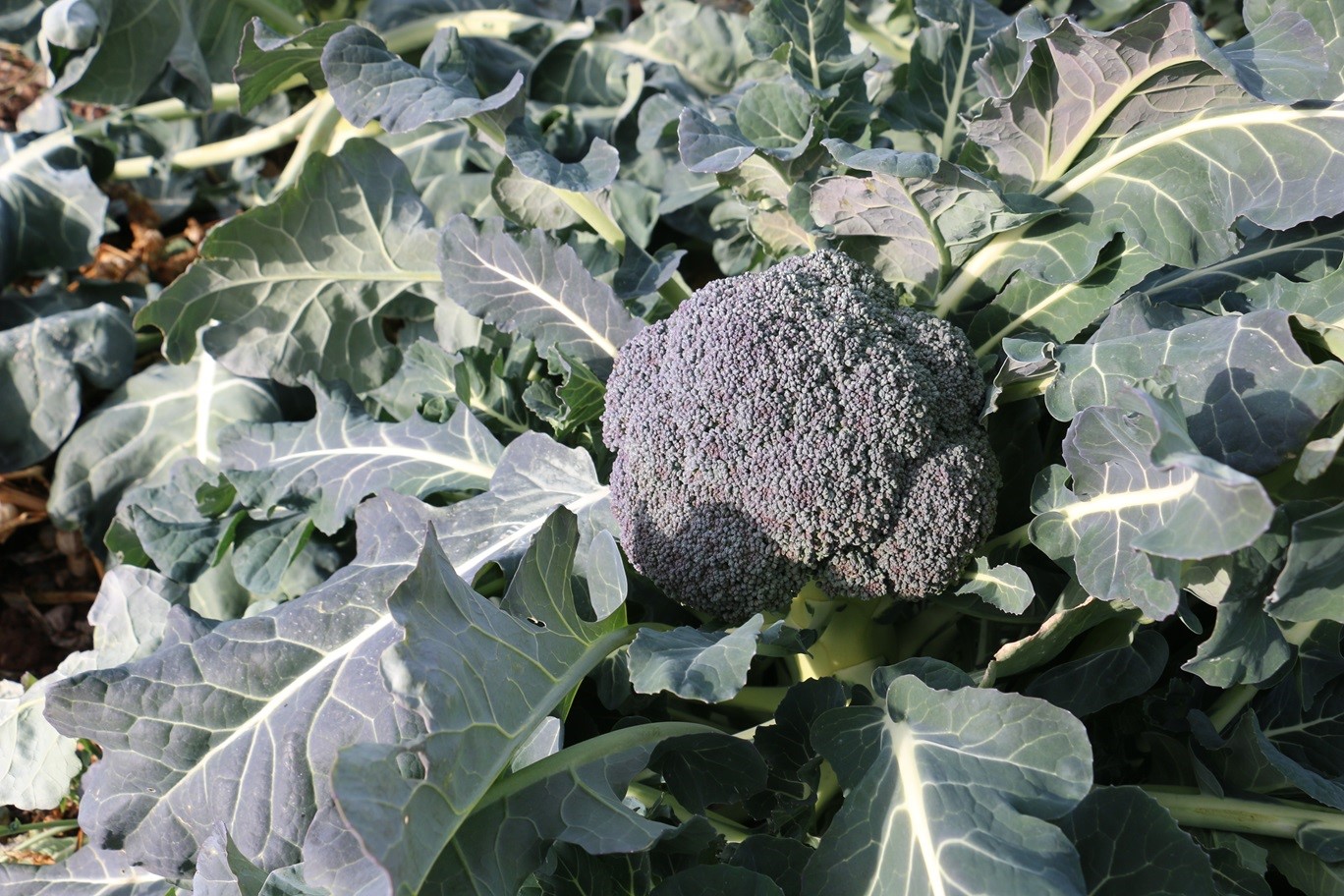 Erzincan’da kış ortasında sebze hasadı