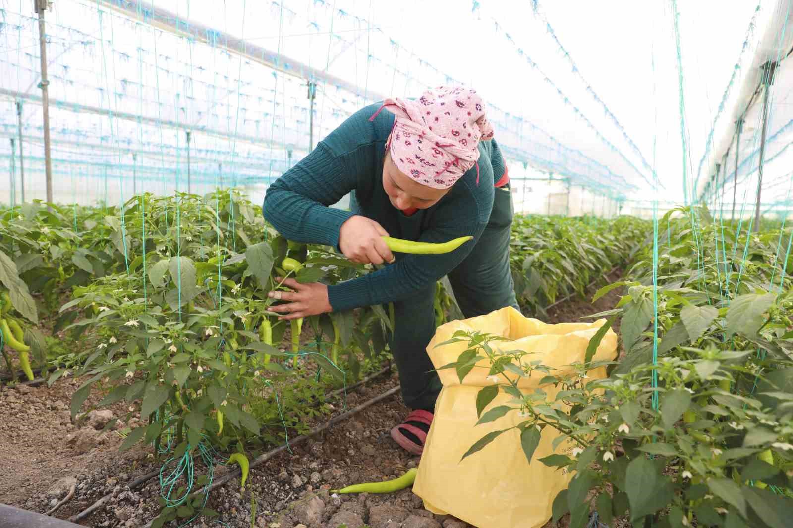 Mersin&rsquo;de &ouml;rt&uuml; altı &uuml;reticiye sera ipi ve tuzak desteği
