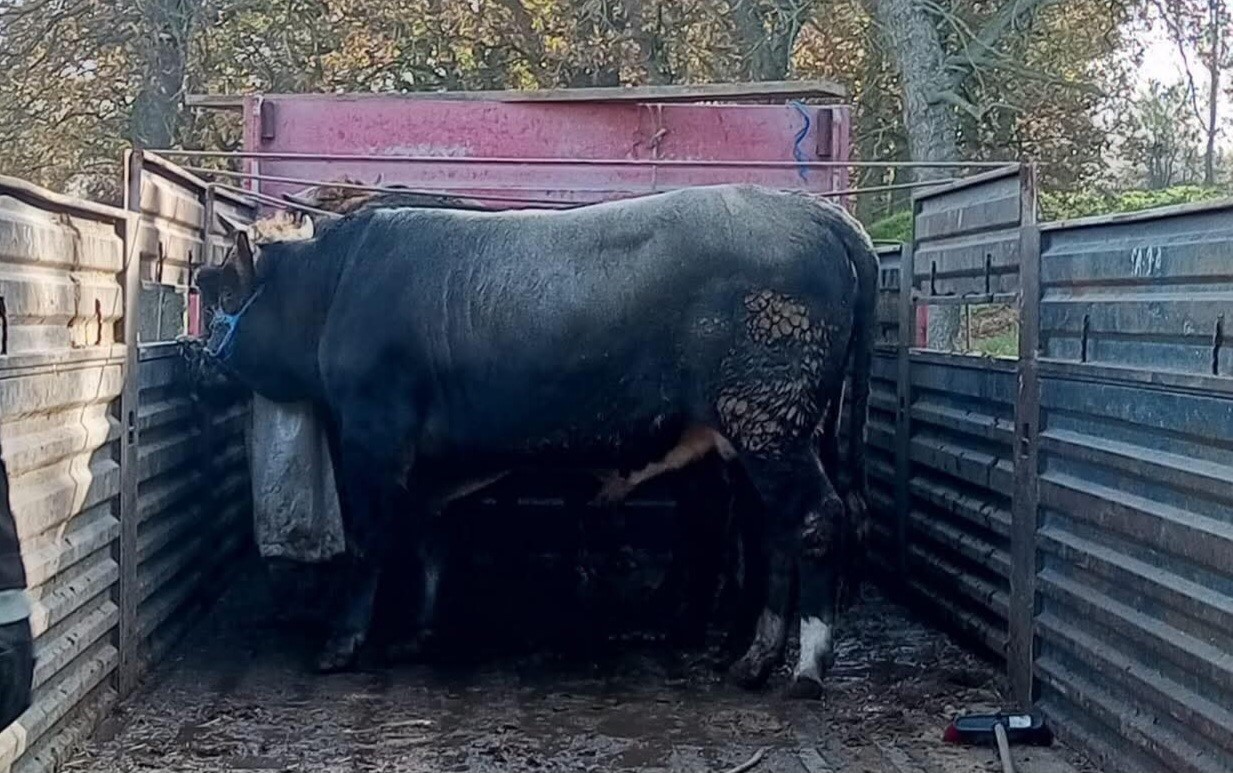 Tekirdağ’da kaçak hayvan sevkiyatına 102 bin lira ceza