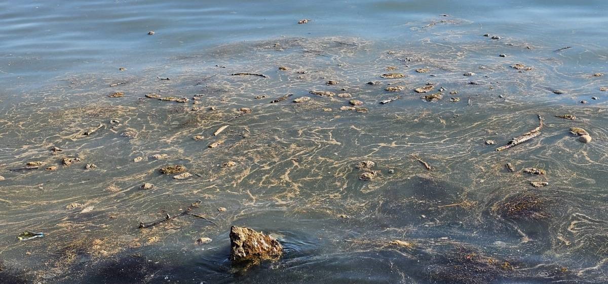 Sinop’ta deniz yüzeyindeki kirlilik vatandaşları endişelendirdi