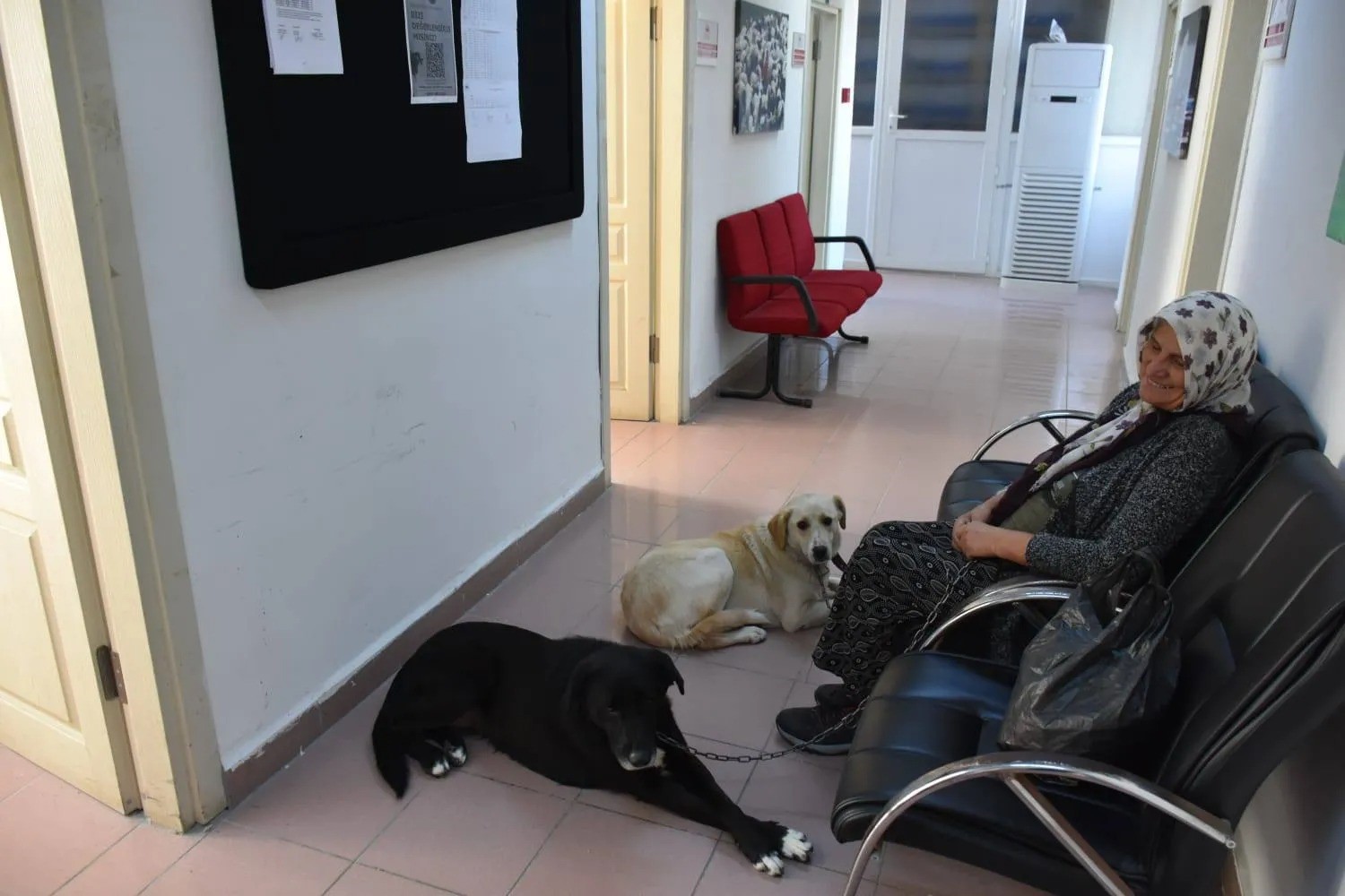 Sinop&rsquo;ta hayvan kimliklendirme istatistikleri
