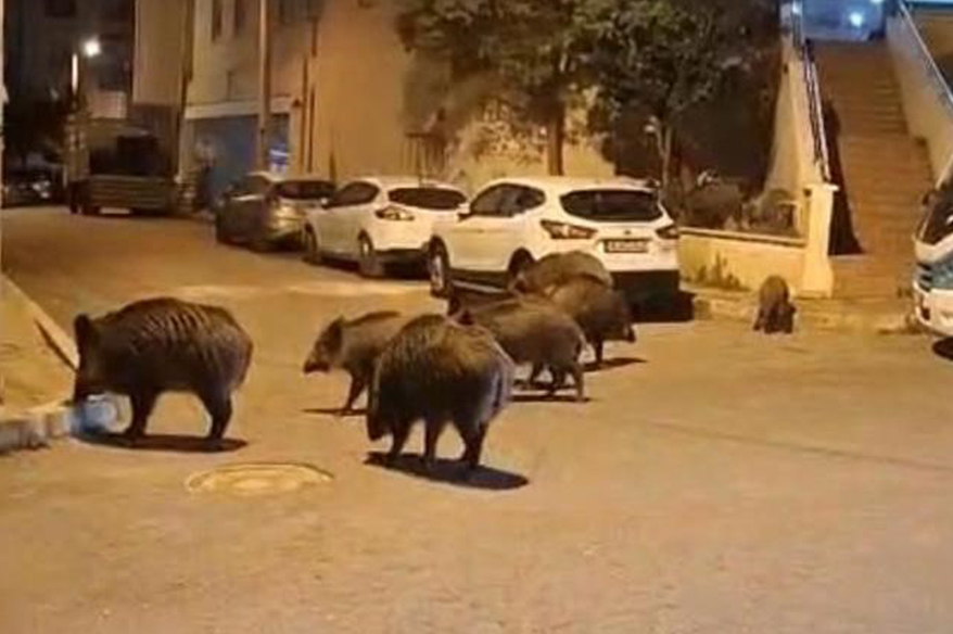 İzmir, sokaklarında domuz s&uuml;r&uuml;leri ile doğal yaşam parkına d&ouml;nd&uuml;