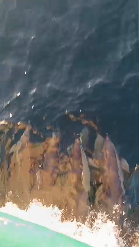 Yunuslar tekneyle yarıştı: Kıyık&ouml;y a&ccedil;ıklarında kartpostallık anlar
