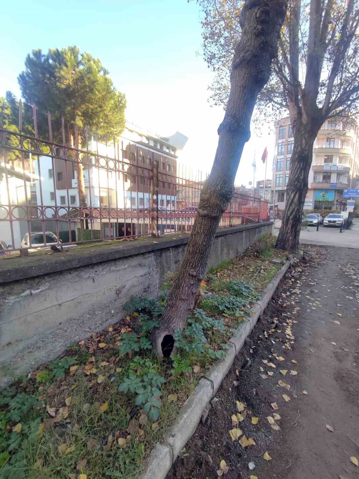 Trabzon B&uuml;y&uuml;kşehir Belediyesi&rsquo;nden "yeşil dokuya zarar" iddialarına yanıt
