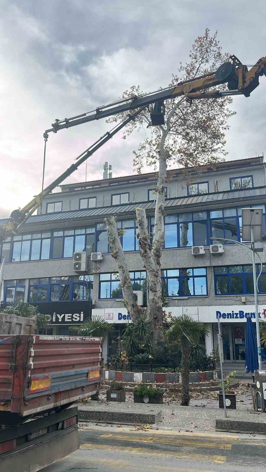 Yaşı 200’e yaklaşan çınar ağacı budandı