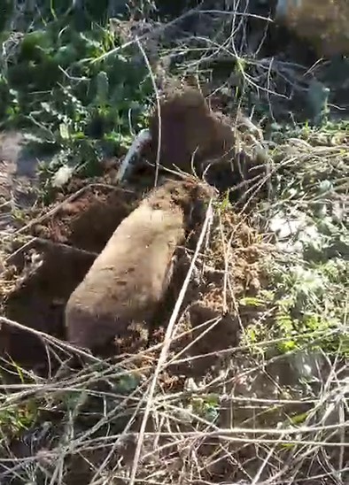 Yer altının gizemli canlısı Manisa&rsquo;da ortaya &ccedil;ıktı
