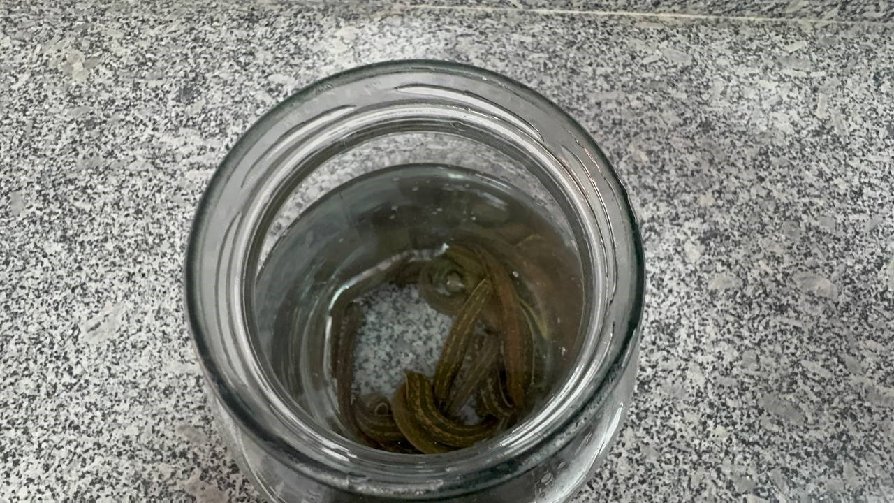 Eğirdir&rsquo;de yılda 20 bin tıbbi s&uuml;l&uuml;k kontroll&uuml; ortamda &uuml;retiliyor
