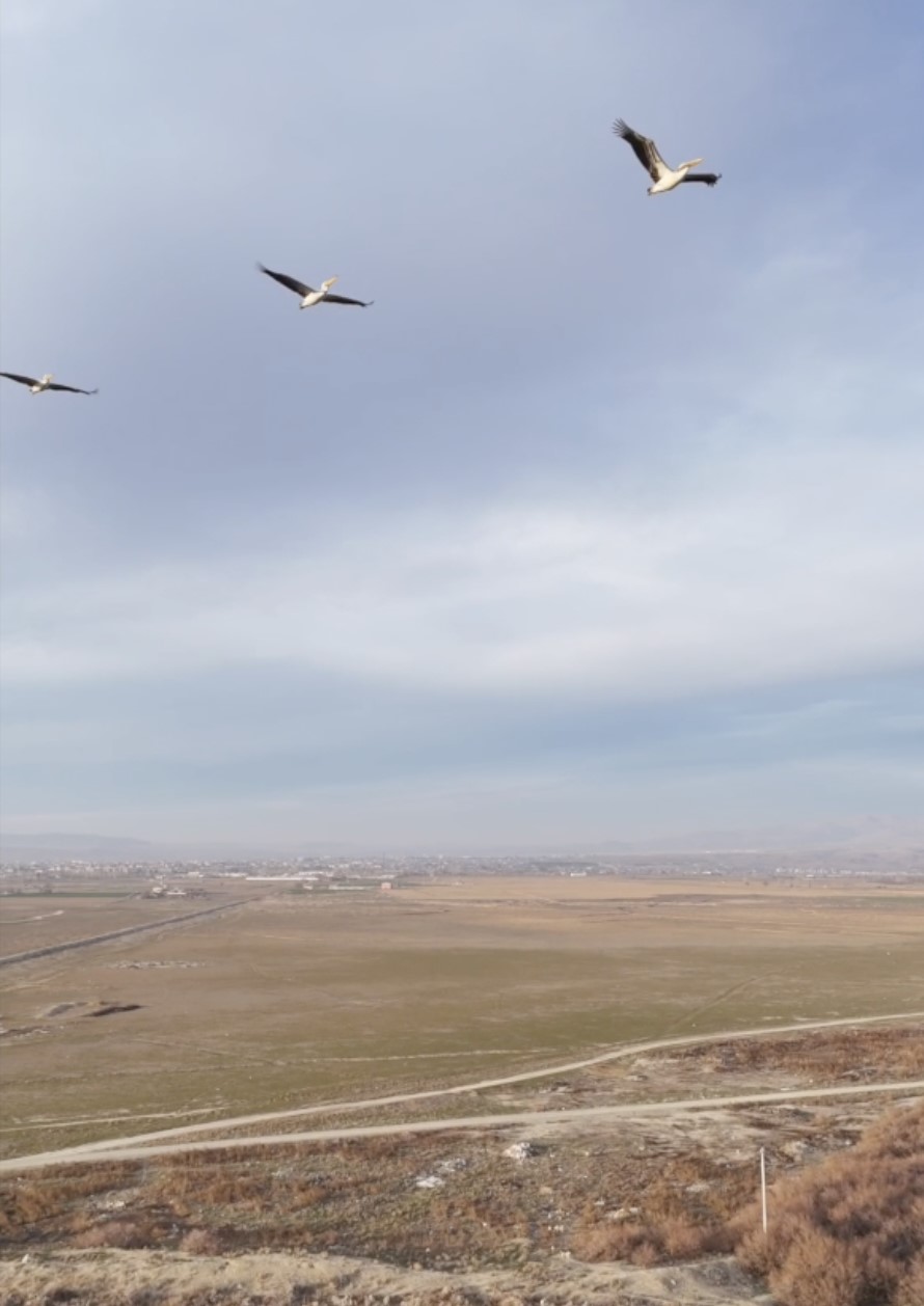 G&uuml;neye u&ccedil;an pelikan s&uuml;r&uuml;s&uuml; şaşırttı
