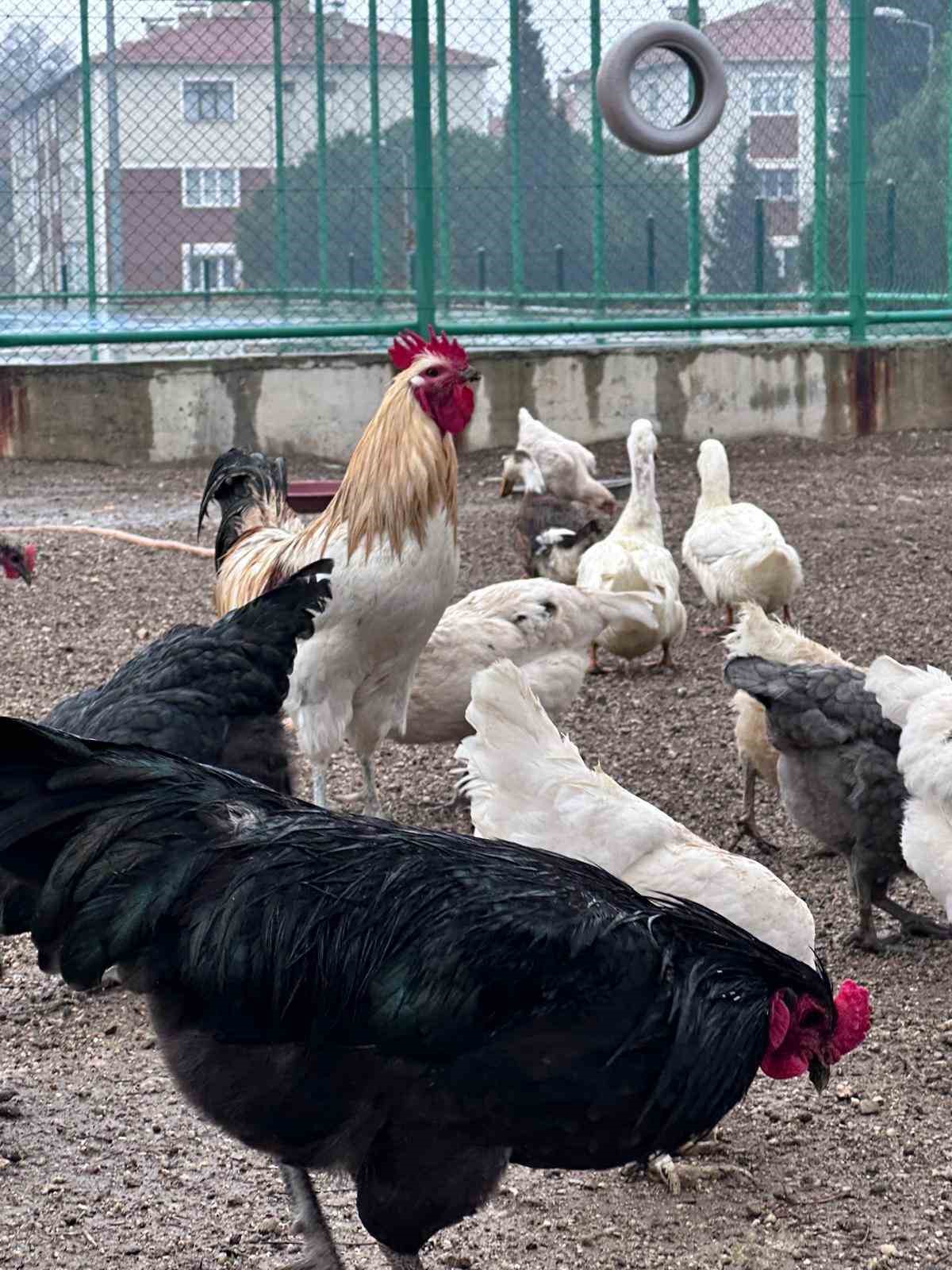 Buldan Gen&ccedil;lik Merkezinde mini hayvanat bah&ccedil;esi kuruldu
