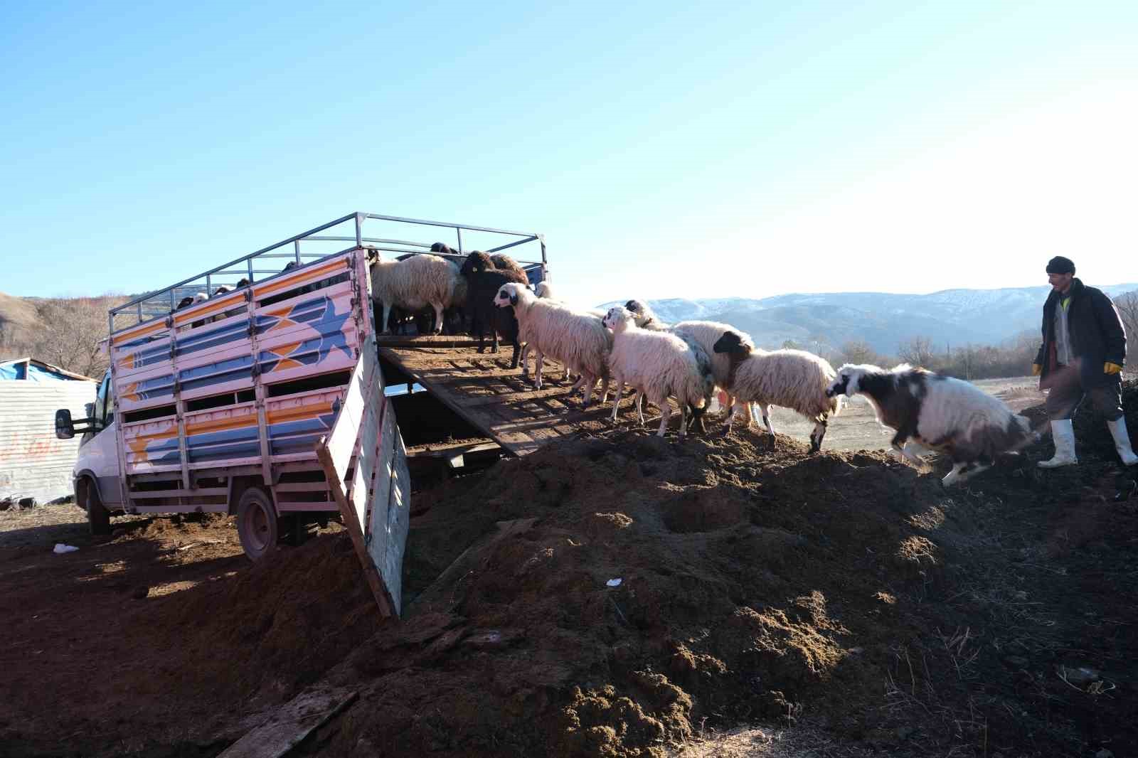 Erzincan&rsquo;da soğuk hava nedeniyle s&uuml;r&uuml;ler yayladan indirildi
