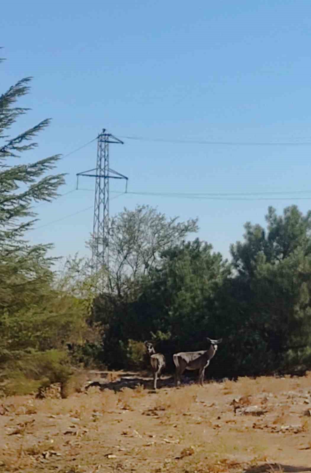 Kızıl geyikler aylar sonra Spil Dağı&rsquo;nda yeniden g&ouml;r&uuml;nt&uuml;lendi
