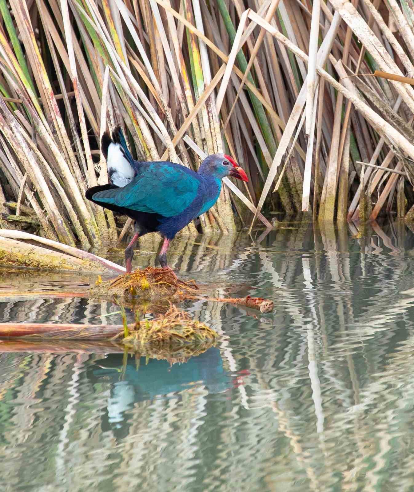 Nesli tehlikedeki &rsquo;saz horozu&rsquo; G&ouml;ksu Deltası&rsquo;nda g&ouml;r&uuml;nt&uuml;lendi
