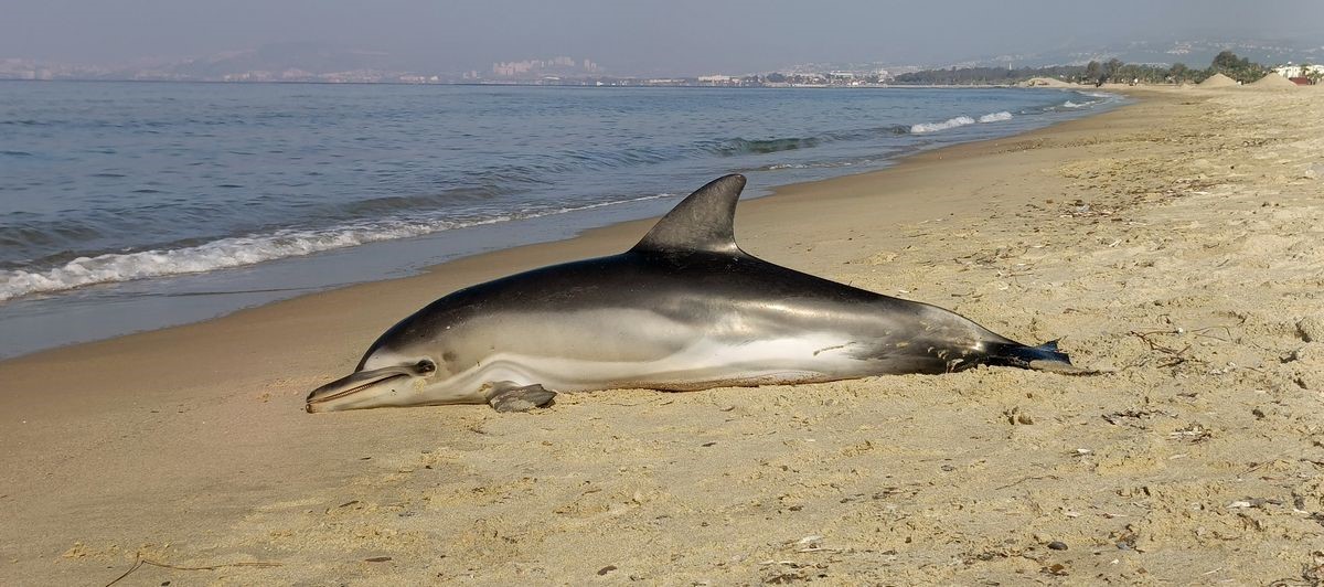 Kuşadası&rsquo;nda yunus balığı karaya vurdu
